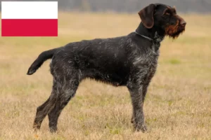 Lee más sobre el artículo Criadores y cachorros de pelo duro alemán en Polonia