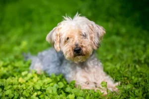 Lee más sobre el artículo Criador de Yorkipoo