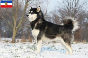 Lee más sobre el artículo Criadores de Alaskan Malamute y cachorros en Schleswig-Holstein