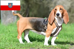 Lee más sobre el artículo Criadores de Basset Hound y cachorros en Turingia