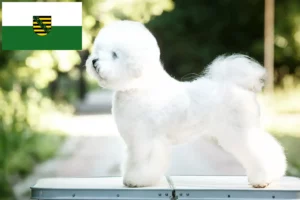 Lee más sobre el artículo Criadores y cachorros de Bichon Frisé en Sajonia