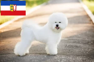 Lee más sobre el artículo Criadores de Bichon Frisé y cachorros en Schleswig-Holstein