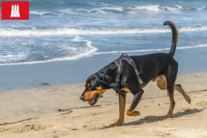 Lee más sobre el artículo Black and Tan Coonhound criadores y cachorros en Hamburgo