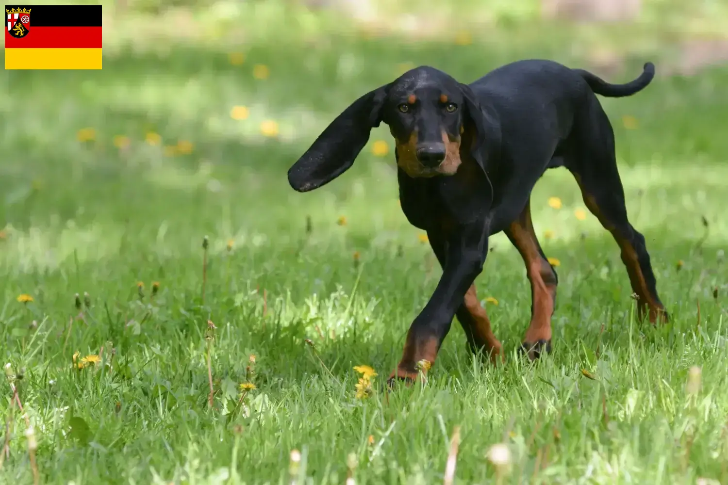 Lee más sobre el artículo Criadores y cachorros de Black and Tan Coonhound en Renania-Palatinado