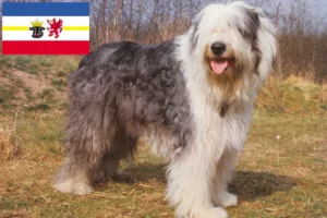 Lee más sobre el artículo Criadores de Bobtail y cachorros en Mecklemburgo-Pomerania Occidental