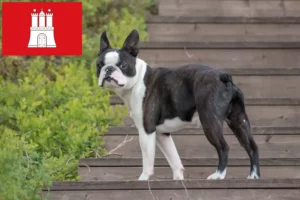 Lee más sobre el artículo Criadores de Boston Terrier y cachorros en Hamburgo