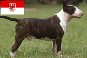 Lee más sobre el artículo Criadores de Bull Terrier y cachorros en Brandenburgo