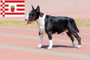 Lee más sobre el artículo Criadores de Bull Terrier y cachorros en Bremen