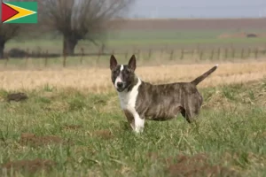 Lee más sobre el artículo Criadores y cachorros de Bull Terrier en Guyana