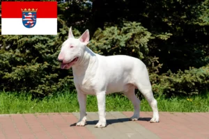 Lee más sobre el artículo Criadores de Bull Terrier y cachorros en Hesse