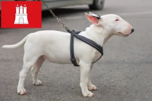 Lee más sobre el artículo Criadores de Bull Terrier miniatura y cachorros en Hamburgo