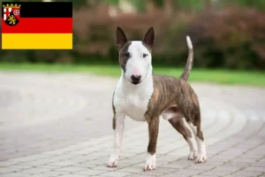 Lee más sobre el artículo Criadores de Bull Terrier miniatura y cachorros en Renania-Palatinado