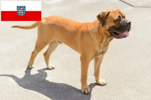 Lee más sobre el artículo Criadores de Bullmastiff y cachorros en Turingia