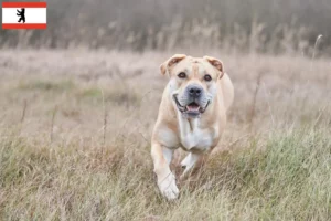 Lee más sobre el artículo Criadores y cachorros de Ca de Bou en Berlín