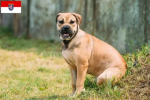 Lee más sobre el artículo Ca de Bou criadores y cachorros en Hessen