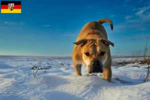 Lee más sobre el artículo Criadores y cachorros de Ca de Bou en Sarre