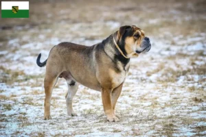 Lee más sobre el artículo Criadores y cachorros de Ca de Bou en Sajonia