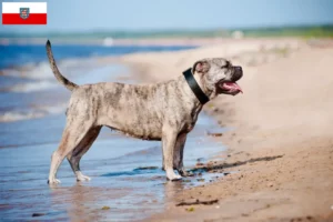 Lee más sobre el artículo Criadores y cachorros de Ca de Bou en Turingia