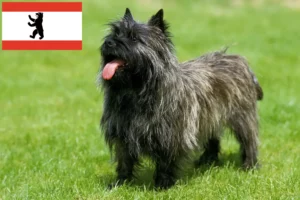 Lee más sobre el artículo Criadores de Cairn Terrier y cachorros en Berlín