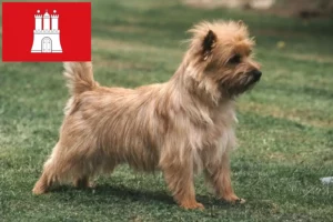 Lee más sobre el artículo Cairn Terrier criadores y cachorros en Hamburgo