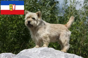 Lee más sobre el artículo Criadores de Cairn Terrier y cachorros en Schleswig-Holstein