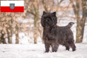 Lee más sobre el artículo Criadores de Cairn Terrier y cachorros en Turingia