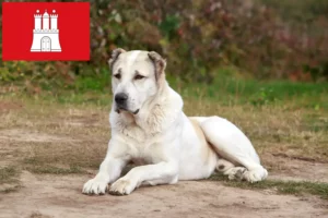 Lee más sobre el artículo Criador de Perros Pastor de Asia Central y Cachorros en Hamburgo