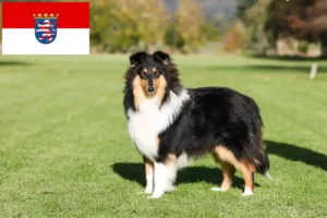 Lee más sobre el artículo Criadores de Collie y cachorros en Hessen