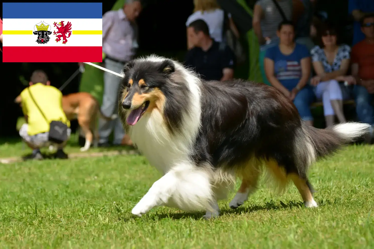 Lee más sobre el artículo Criadores de Collie y cachorros en Mecklemburgo-Pomerania Occidental