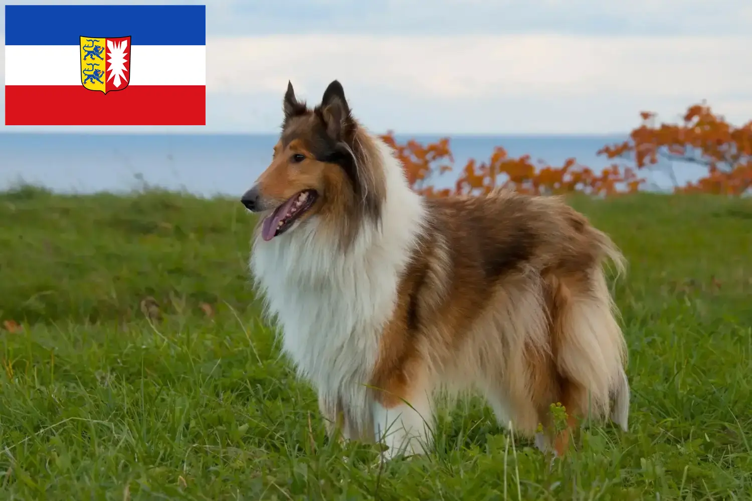 Lee más sobre el artículo Criadores de Collie y cachorros en Schleswig-Holstein