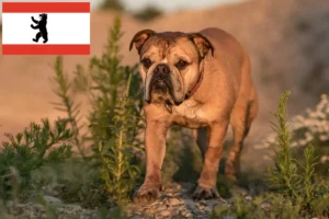 Lee más sobre el artículo Criadores de Bulldog Continental y cachorros en Berlín