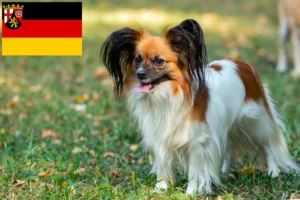 Lee más sobre el artículo Criador de Spaniel Enano Continental y Cachorros en Renania-Palatinado