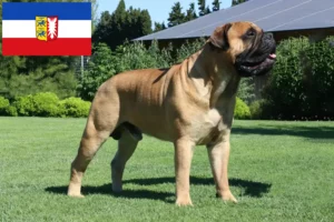 Lee más sobre el artículo Criadores de Bullmastiff y cachorros en Schleswig-Holstein