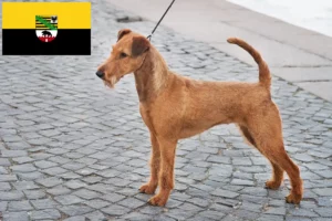 Lee más sobre el artículo Criadores de Irish Terrier y cachorros en Sajonia-Anhalt