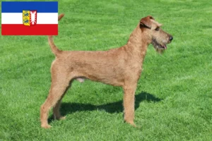 Lee más sobre el artículo Criadores de Irish Terrier y cachorros en Schleswig-Holstein