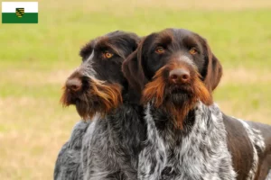 Lee más sobre el artículo Deutsch Drahthaar criadores y cachorros en Sajonia