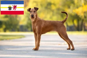 Lee más sobre el artículo Criadores de Terrier irlandés y cachorros en Mecklemburgo-Pomerania Occidental