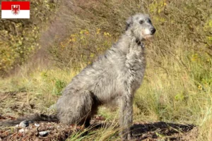 Lee más sobre el artículo Criadores de Deerhound y cachorros en Brandenburgo