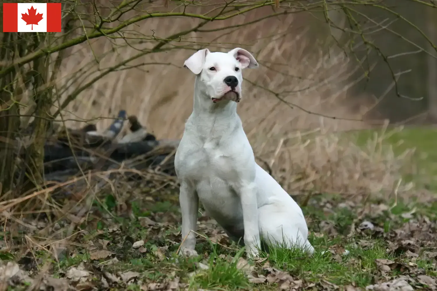 Lee más sobre el artículo Criadores y cachorros de Dogo Argentino en Canadá