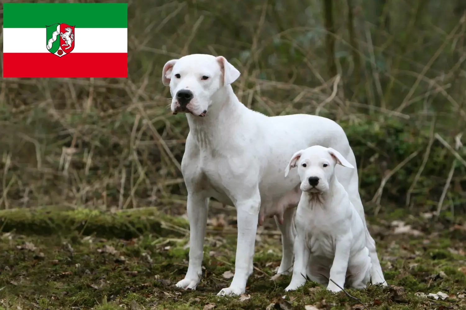 Lee más sobre el artículo Criadores de Dogo Argentino y cachorros en Renania del Norte-Westfalia