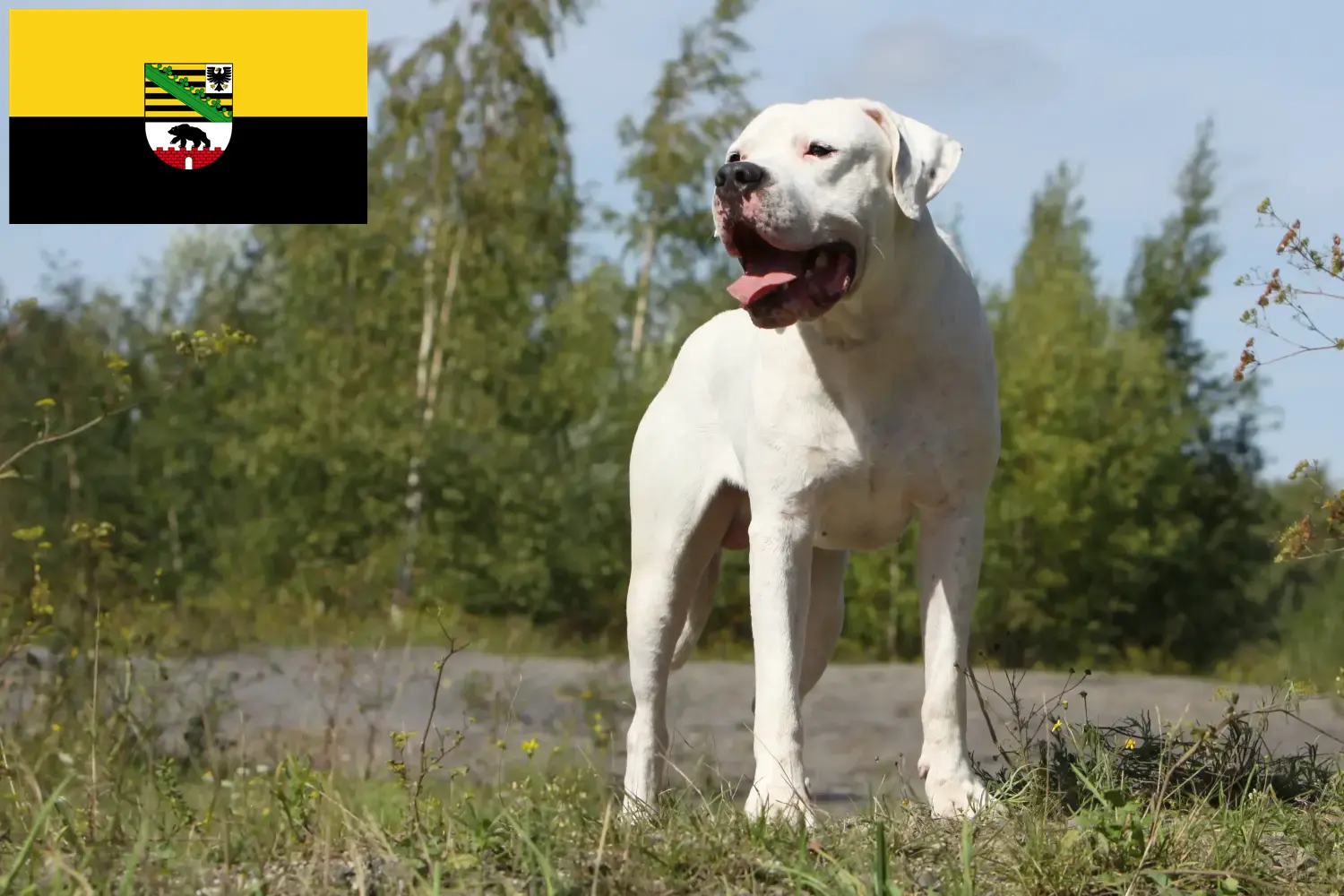 Lee más sobre el artículo Criadores de Dogo Argentino y cachorros en Sajonia-Anhalt