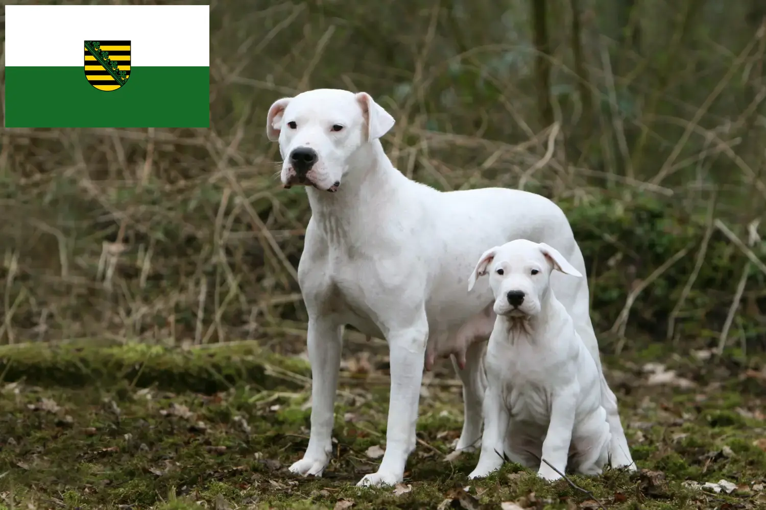 Lee más sobre el artículo Criadores y cachorros de Dogo Argentino en Sajonia