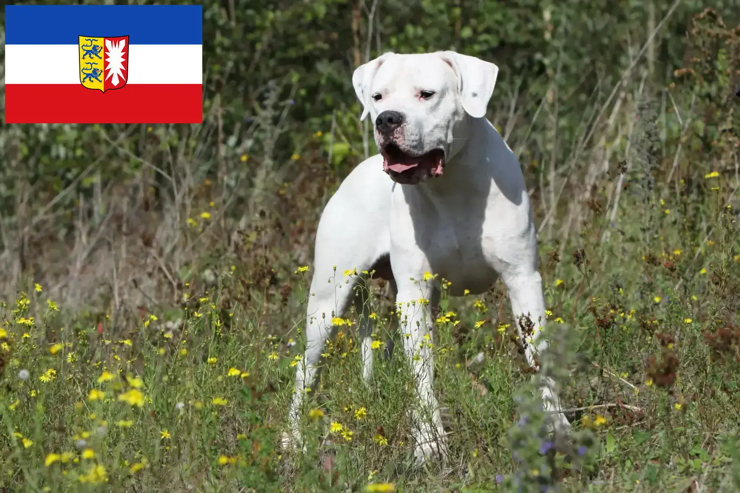 Lee más sobre el artículo Criadores de Dogo Argentino y cachorros en Schleswig-Holstein