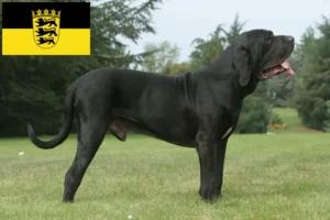 Lee más sobre el artículo Criadores de Fila Brasileiro y cachorros en Baden-Württemberg