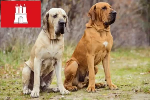 Lee más sobre el artículo Criadores de Fila Brasileiro y cachorros en Hamburgo