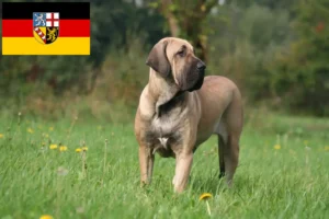 Lee más sobre el artículo Criadores de Fila Brasileiro y cachorros en Sarre