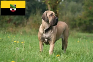 Lee más sobre el artículo Criadores de Fila Brasileiro y cachorros en Sajonia-Anhalt