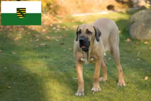 Lee más sobre el artículo Criadores de Fila Brasileiro y cachorros en Sajonia