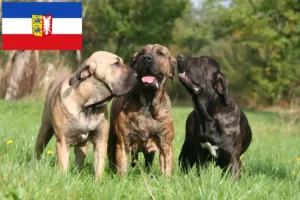 Lee más sobre el artículo Criadores de Fila Brasileiro y cachorros en Schleswig-Holstein