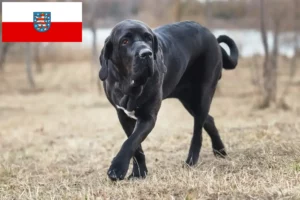 Lee más sobre el artículo Criadores de Fila Brasileiro y cachorros en Turingia